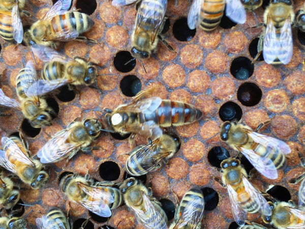 Closeup of several bees with a marked queen