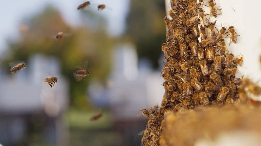 Package Bees