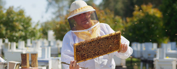 beekeeper in full gear holding a frame full of bees