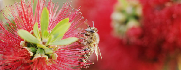 Close up of a bee on a pink and yellow flower
