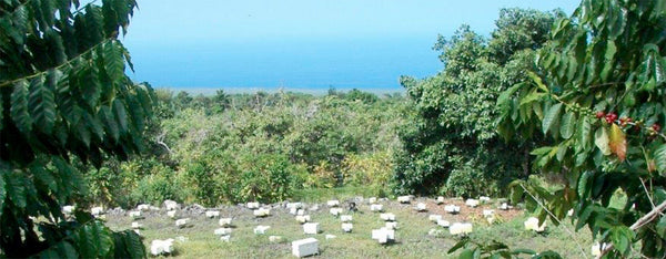 Numerous bee boxes in a field surrounded by tropical vegetation with ocean in distant background