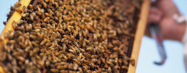 close up of a frame of bees