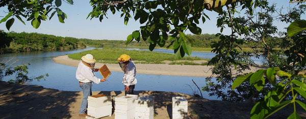 beekeepers examining a frame with river in background