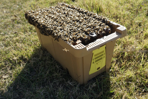 Frames inside a plastic container in the grass with many bees on top
