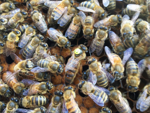 Closeup of bees with marked queen in center