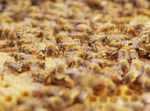 Closeup of bees