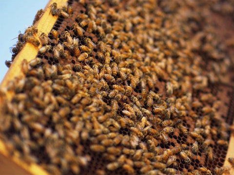 Closeup of bees on a frame