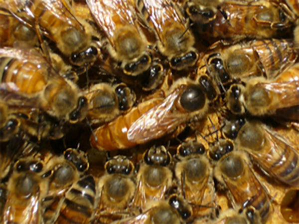 Closeup of Golden West Queen surrounded by workers