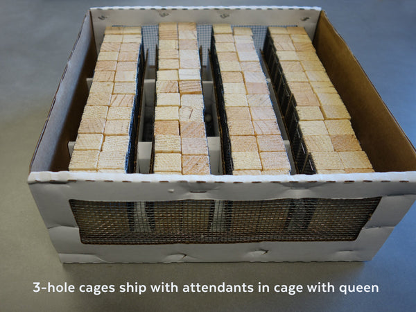 3 hole cage full image with text - 3 hole cages ship with attendants in cage with queen