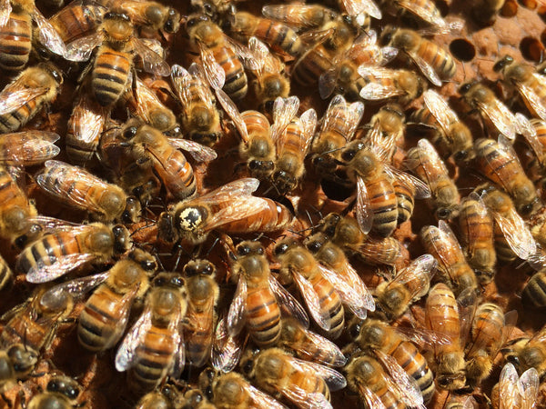 Close up of bees with a marked queen