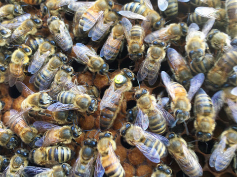 Closeup of bees with marked queen in center