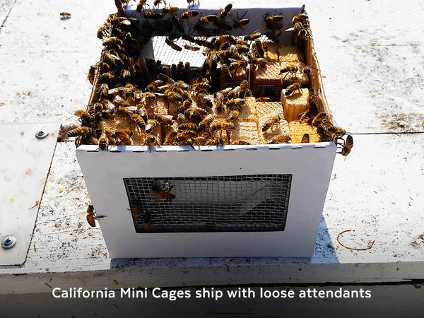 California mini cage full image with text - California mini cages ship with loose attendants